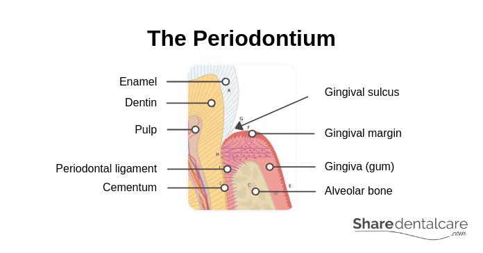 The Periodontium