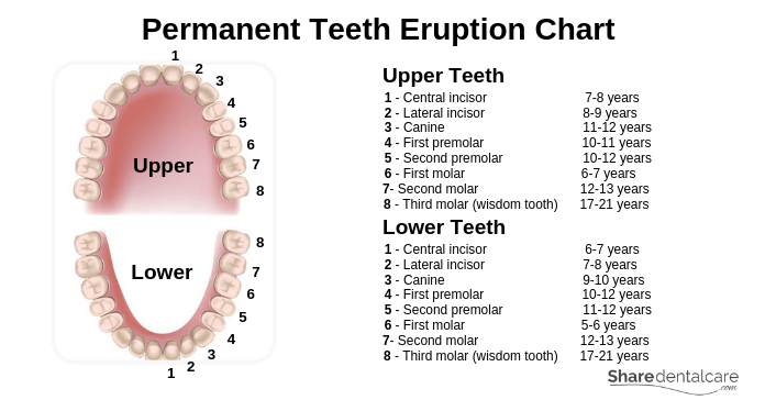 Permanent Teeth Eruption Chart 