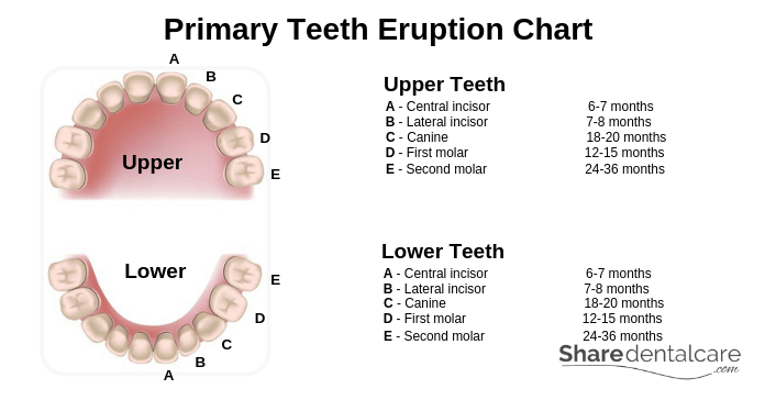 Primary Teeth Eruption Chart 