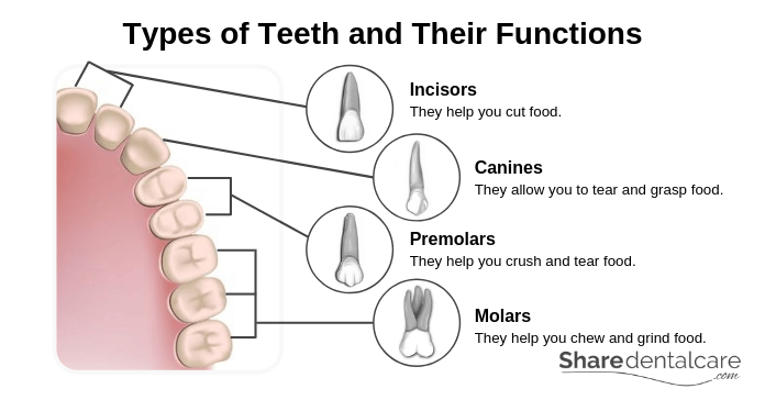 Tooth Anatomy Structure Function Share Dental Care