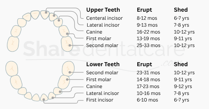 Illustrated deciduous dentition chart showing eruption and shedding timeline of baby teeth.