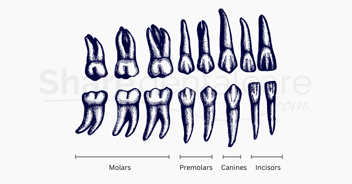 Illustration showing different types of human teeth including molars premolars canines and incisors.